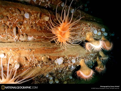   National Geographic 2006-2007