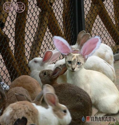 Котов выкладывал... Кролики, - это..... :)))