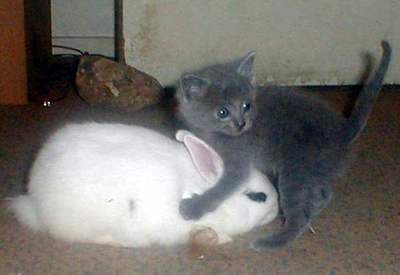 Котов выкладывал... Кролики, - это..... :)))