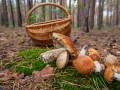 Как собирать летние грибы