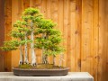 Как вырастить дерево “Бонсай”