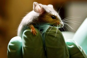 Ученые предлагают подарить любимой светящуюся в ультрафиолете мышку