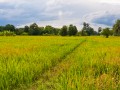 Земельное право в Украине: каковы особенности