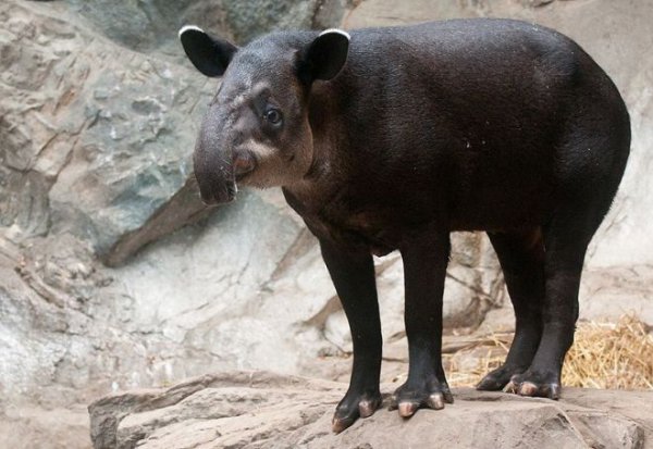 25 �����. ����� ����� ( Tapirus bairdii ) ������� � ����������� � �������� ����� ����� �������. ��� ���� �� ���� ������������������ ����� ������.