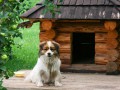 Как построить будку для собаки