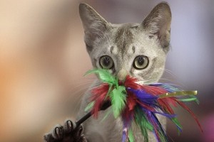 � ������ �������� ���� �����