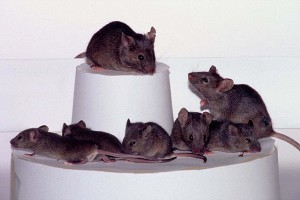 Ученым удалось клонировать около 600 мышей