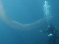 Дайвер заснял восьмиметрового морского единорога