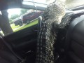 В США аллигатор сел за руль, спасаясь от зоозащитницы