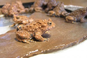 Жаба большая жерлянка способна лечить порезы и ожоги