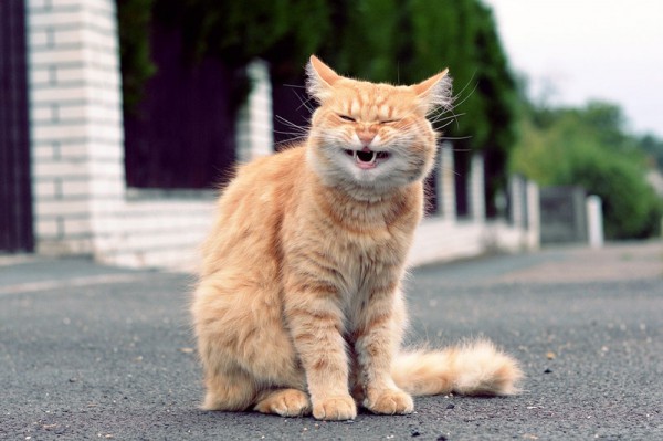 10 вещей, которые давно пора сделать со своим котом.