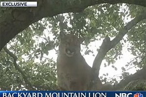 ���� ���������� ��� � ���������� �� ������