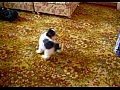 ���������� ������� ������������� ����� ��������
