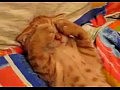 Tosha, wake up! / ������� ��������!