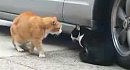 kitty miau
