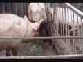 Satisfaction � ����