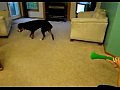 Собака против вувузелы