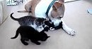 ����� � ������ wmv