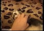 �������� �����