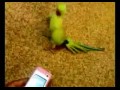 Видео приколы - Попугай танцует