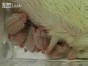 ��������� �����