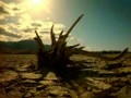 Desert Rose