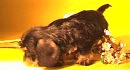 Puppies of the rate wire-haired from kennel WOLFLAND 8-2010