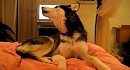 Husky Dog Talking - ' I love you '