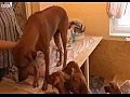 � �������� ������ ������ 17 ������