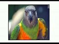 Animal planet: �������