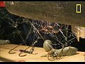���� Redback