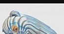 Bjork - Hunter