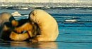 Arctic Tale Trailer  In theaters