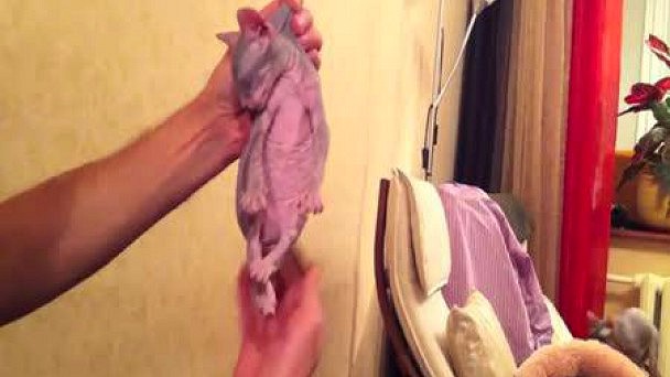 Чем можно усыпить девушку в домашних условиях Чем можно усыпить девушку в домашних условиях