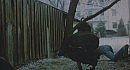 ���� - ������ �����