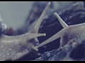 POLICA - Amongster
