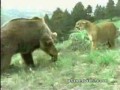 ���� ������ �������