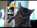 ���� ������ ���