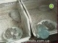 ����� �� �������?