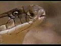 Остин Стивенс и гигантская королевская кобра