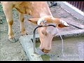 Корова откручивает водопроводный кран