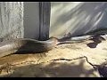 World`s Biggest Snake