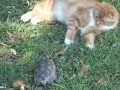��� ������ ��������