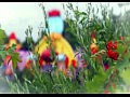 Tomorrowland 2011 - �������