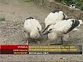 �������� �����