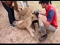 ������ ������ �����