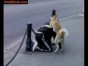 ����� ������� �������