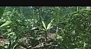 Crysis HD