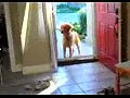Собака боится войти в дверь
