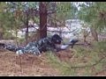 Paintball